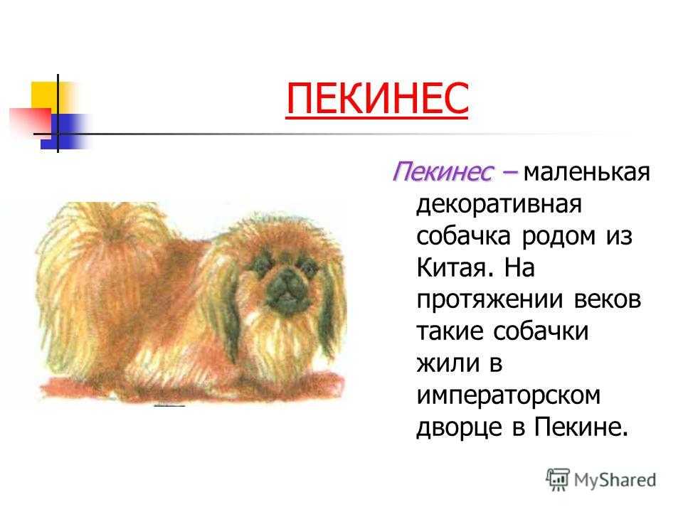 Пекинес