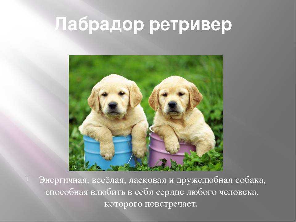 Мини-лабрадор — описание и характер породы