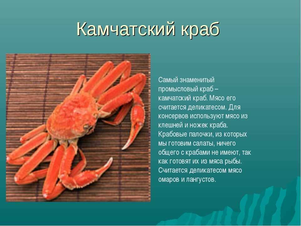 Краб – обзор изысканного деликатеса