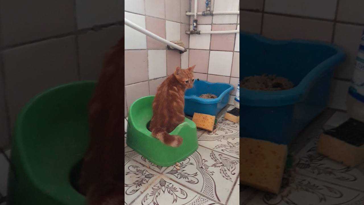 Как ходят в туалет котята: поэтапное развитие, нормы для разных возрастов и возможные проблемы.