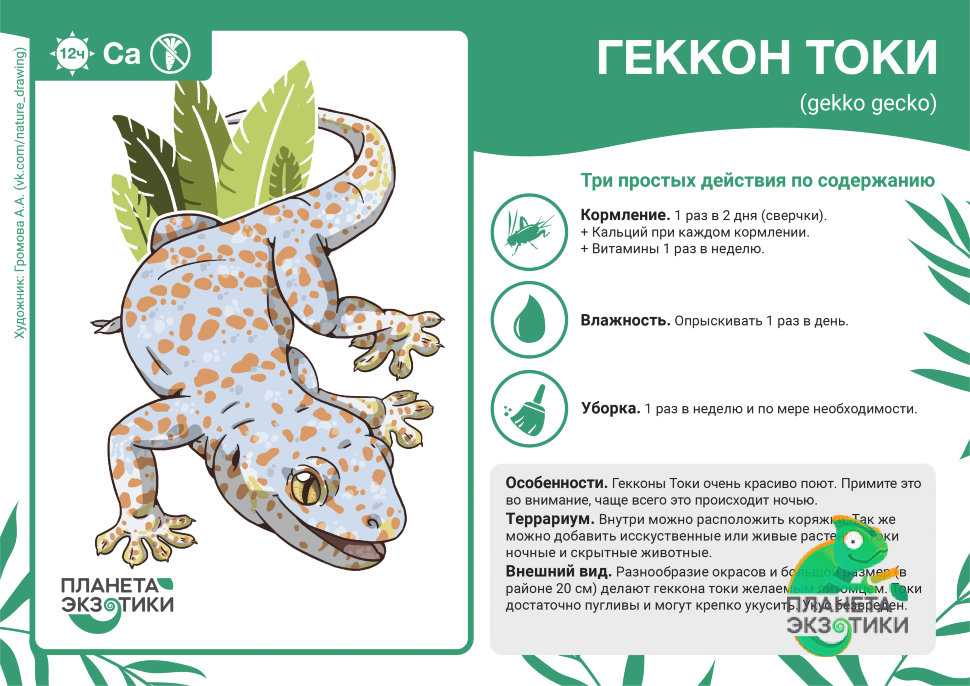 Самые красивые и смешные имена для кактусов — как назвать колючего питомца «мальчика» или «девочку»