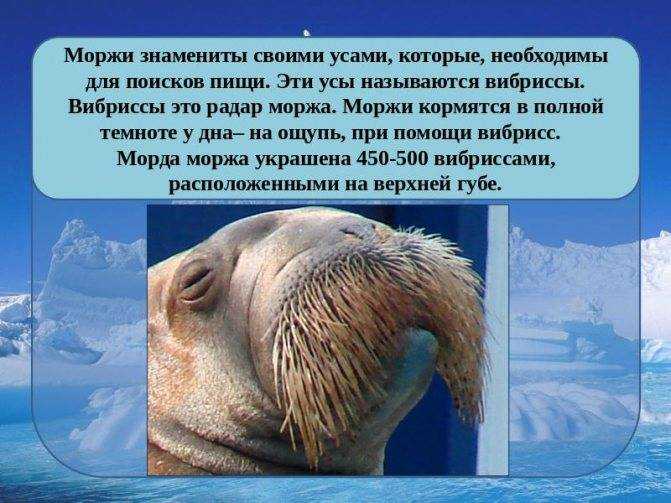 Атлантический морж. доклад. биология. 2009-01-12