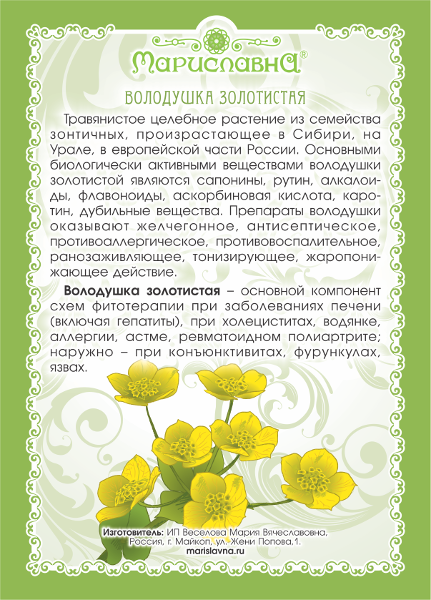 Трава володушка лечебные свойства и противопоказания - здоровье и долголетие