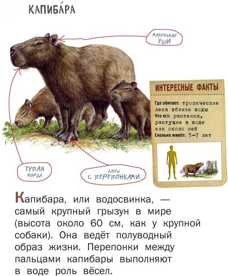 Капибара – фото, описание, ареал, питание, враги, содержание