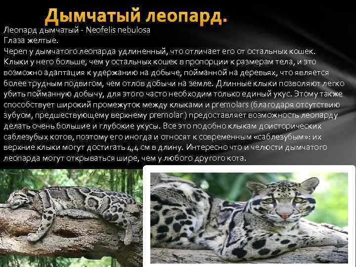 больше про дымчатого леопарда из Красной книги Как выглядит, чем питается и где обитает дымчатый леопард  Видео и фото Детеныши дымчатого леопарда Доклад и сообщение