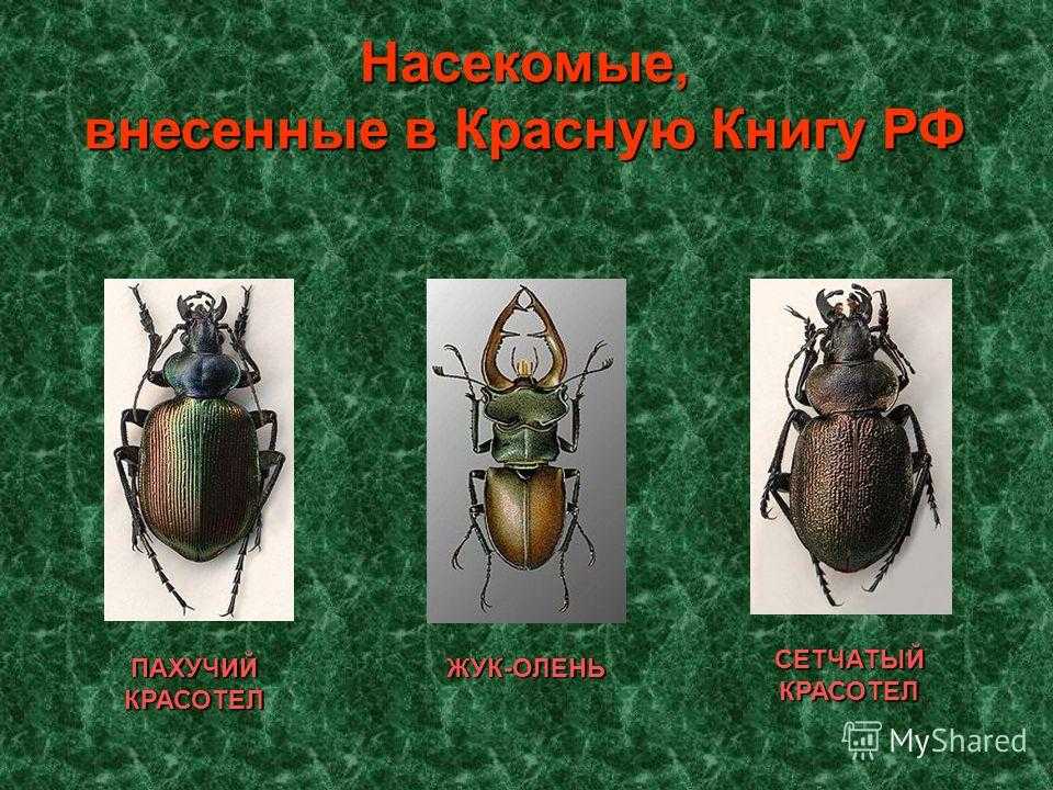 Список насекомых, занесённых в красную книгу россии