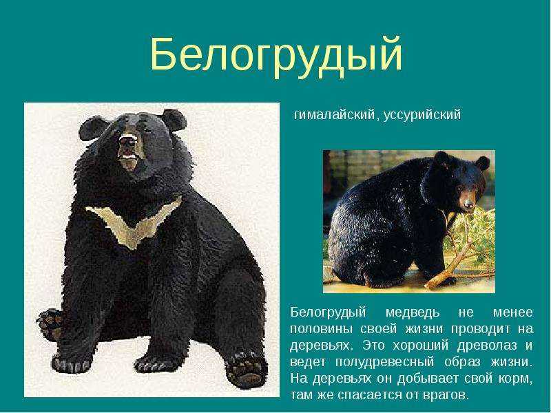 Гималайский медведь: фото, описание, среда обитания и образ жизни животного