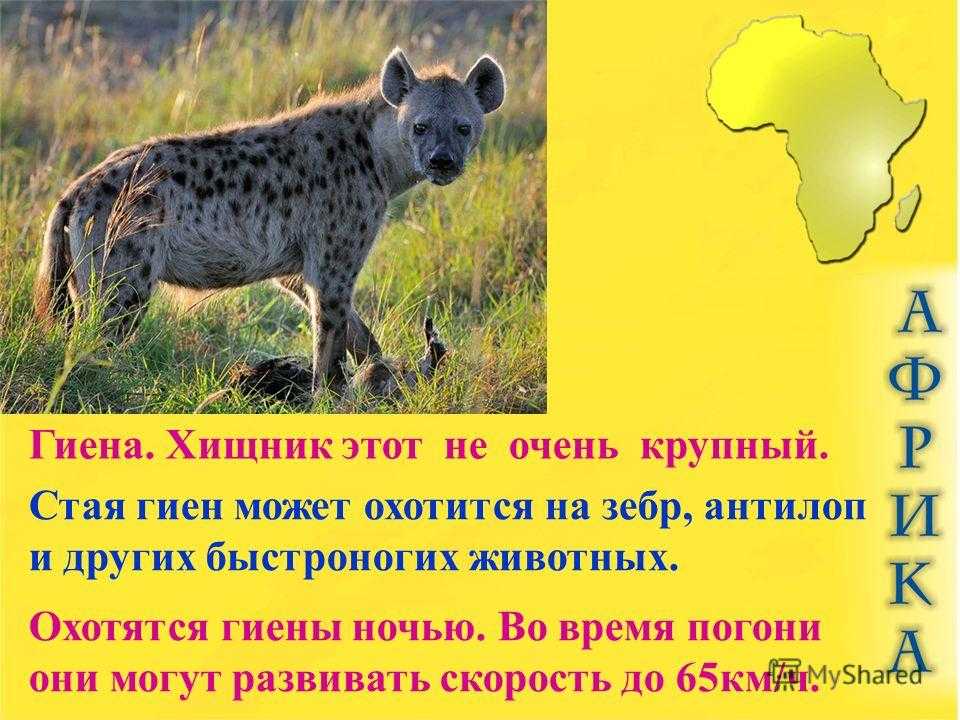 Гиена - фото, виды, образ жизни животного