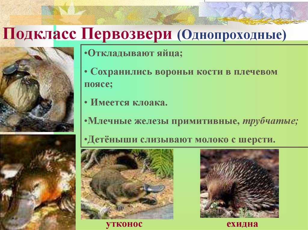Яйцекладущие