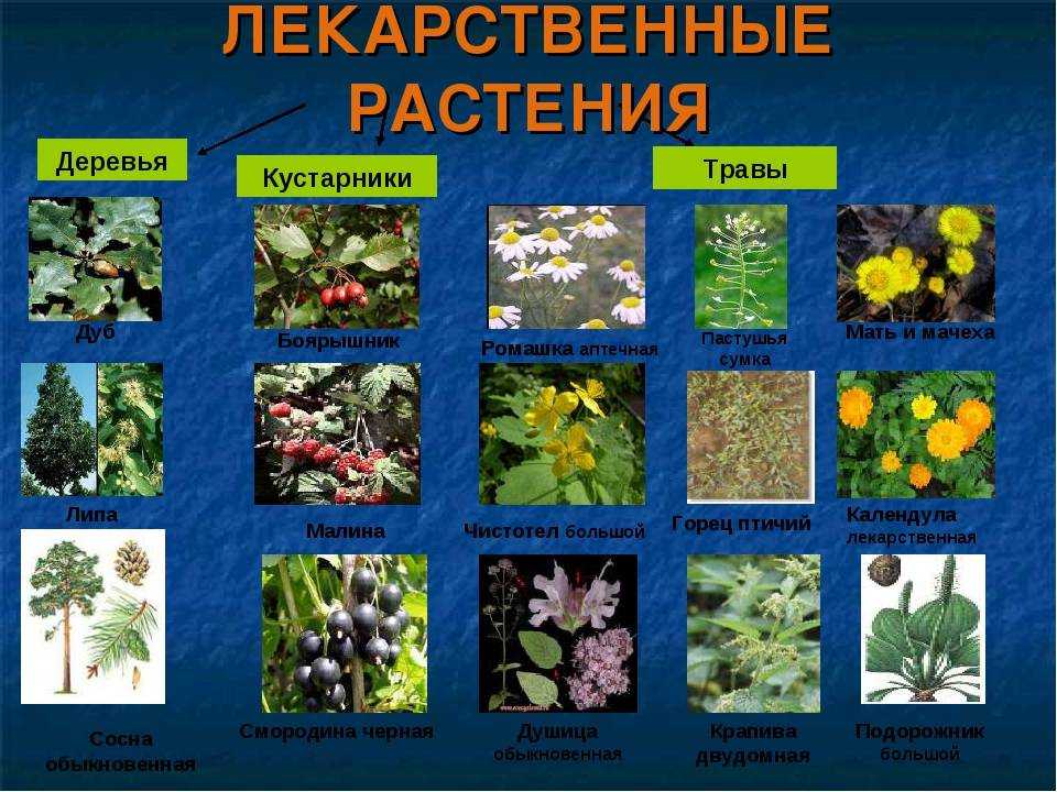 Животные ставропольского края. описание, названия и виды животных ставропольского края - твой питомец