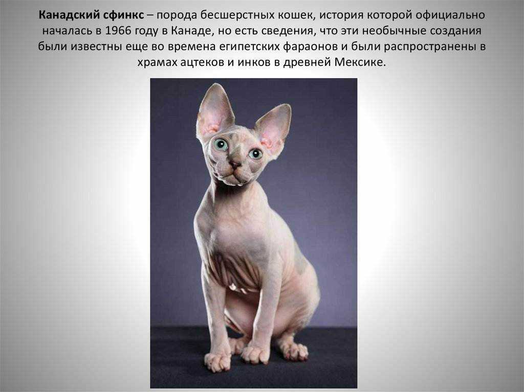 Окрасы канадского сфинкса