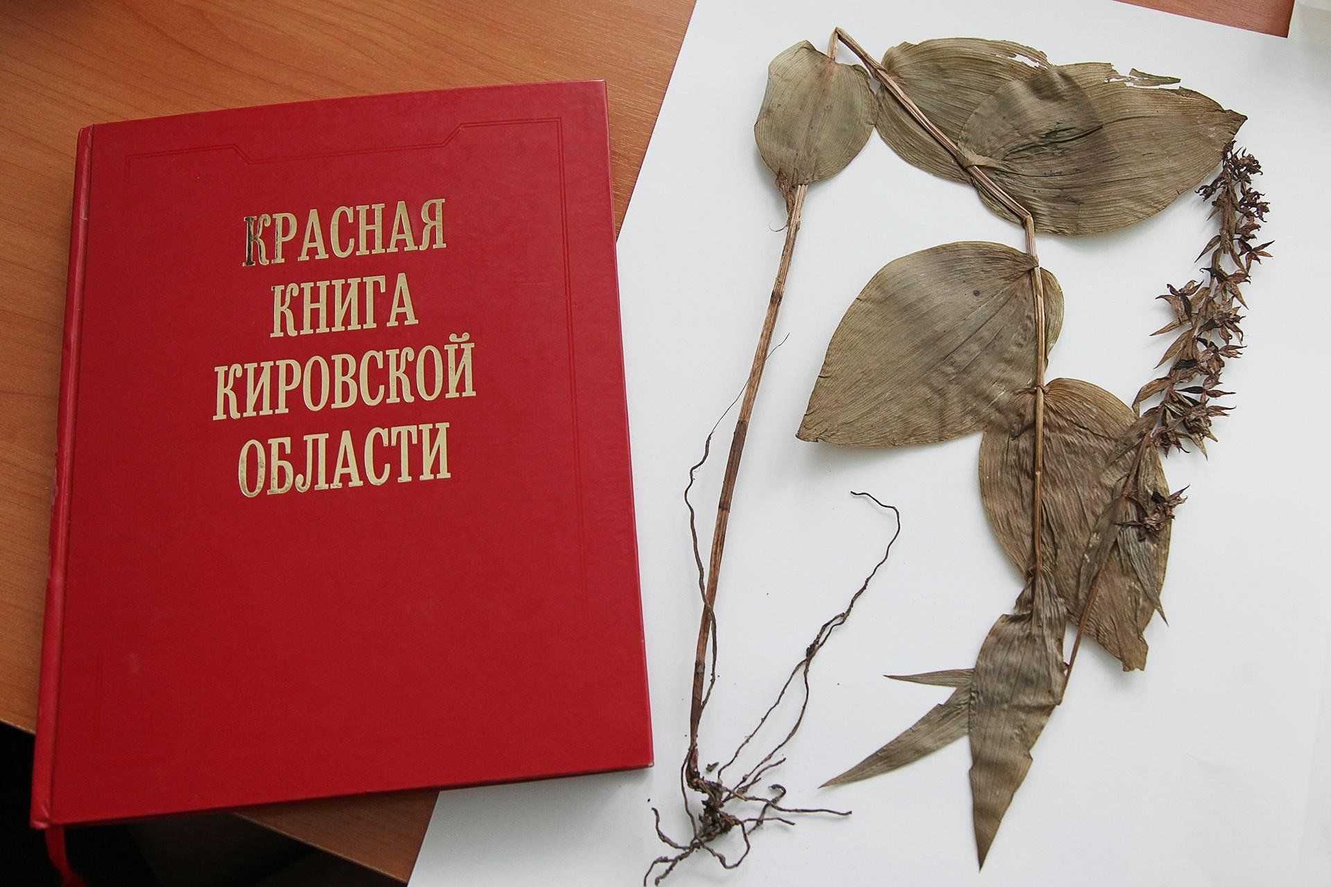 Проект «животные и растения кировской области, которые занесены в красную книгу россии» презентация, доклад