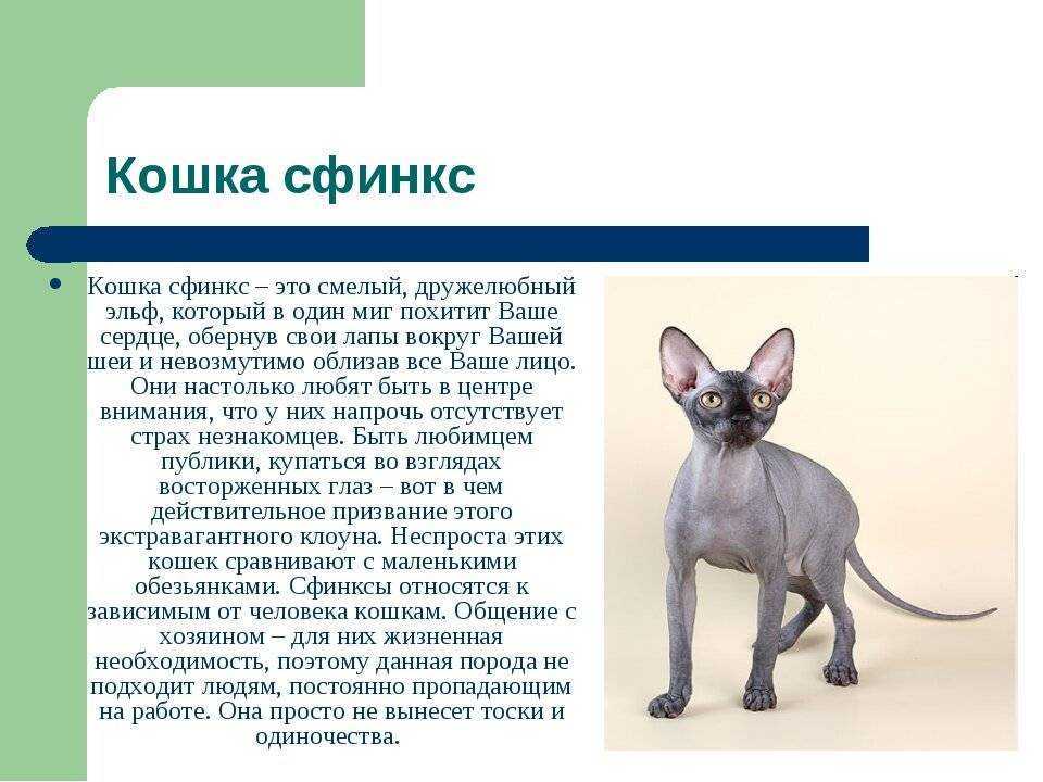 Насколько большими становятся кошки-сфинксы? руководство по среднему размеру -  - 2024