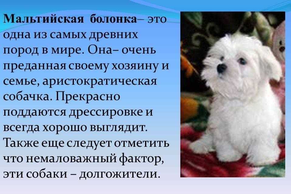 Рост и развитие щенков мальтийской болонки с 1 недели до взрослой собаки: необходимый уход и воспитание Узнайте подробности в нашей статье
