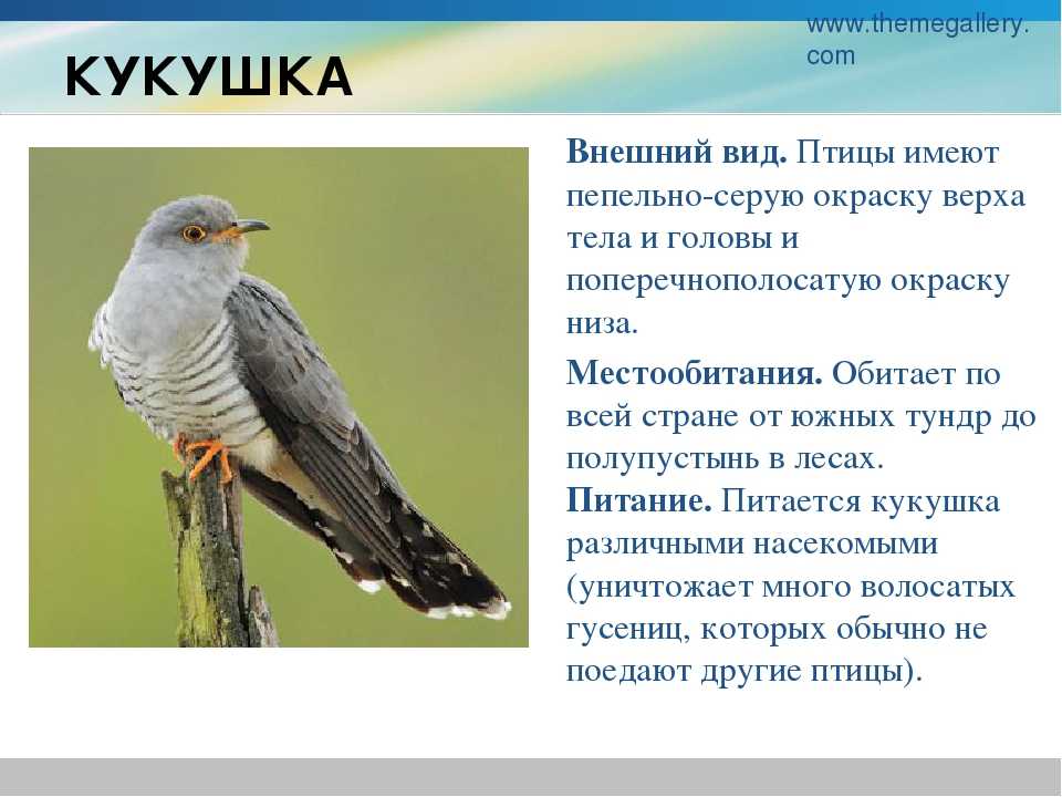 все про птицу Кукушка Виды кукушкообразных птиц Фото и описание кукушки для детей и взрослых Как выглядит кукушка Слушать голос и пение кукушки  Презентация и доклад