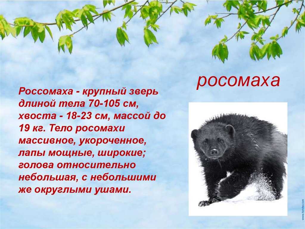 Красная книга карелии