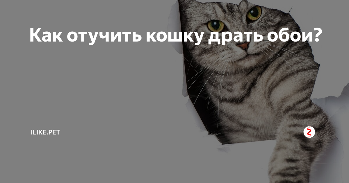 Как приучить кошку к когтеточке