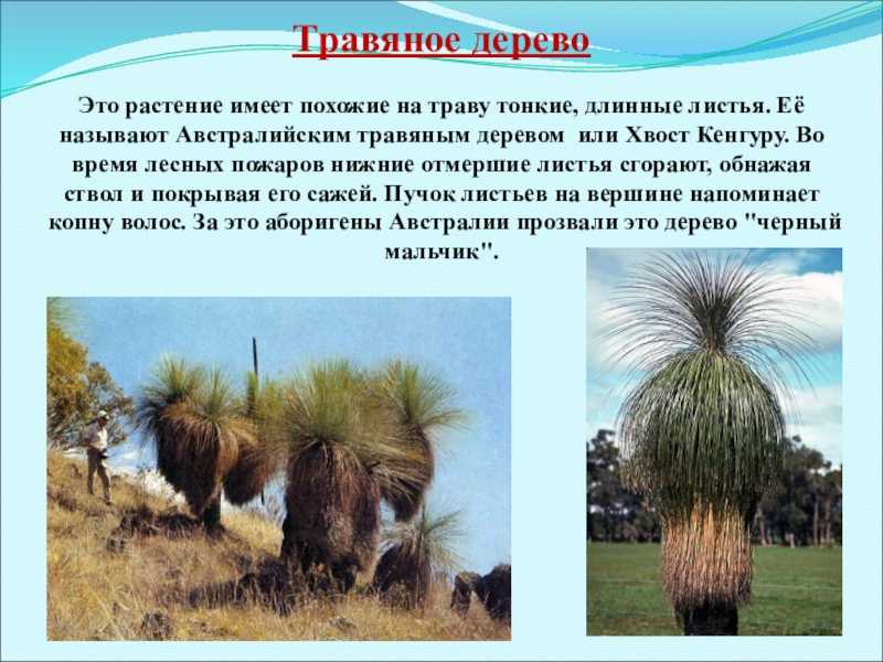 Представители растительного мира австралии: растения-эндемики