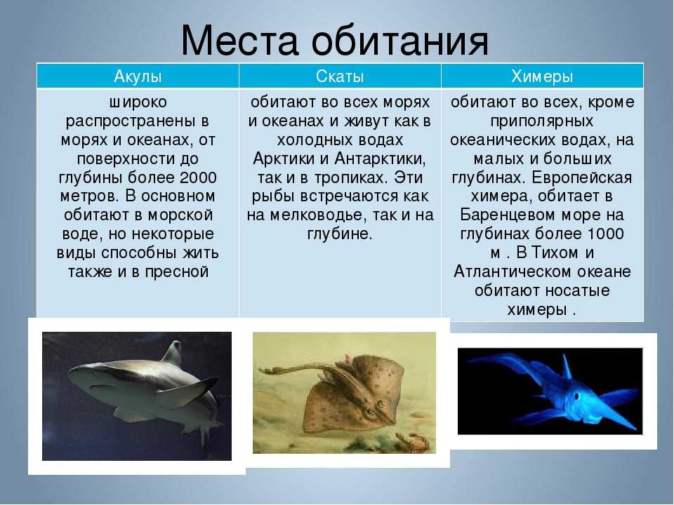 Голубая акула, фото - животные арктики и антарктики.