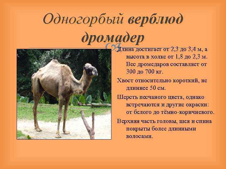 Виды верблюдов