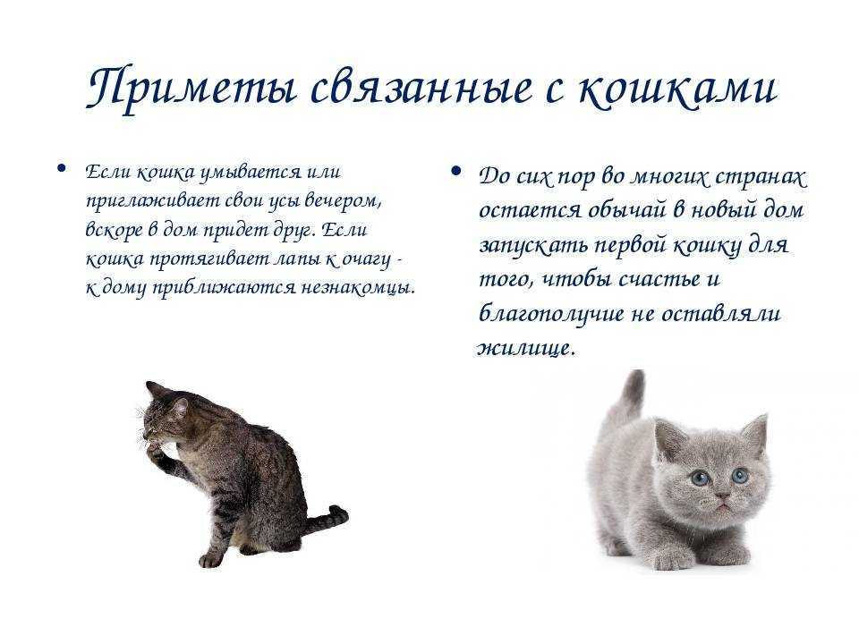 Приметы про кошек: популярные суеверия, верить или нет
