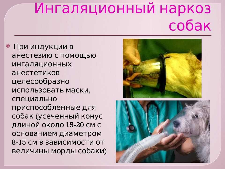 Уход за собакой после операции: первые сутки, питание, осложнения