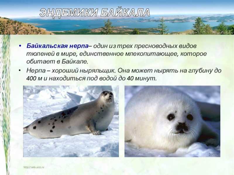 Животный мир байкала — список, характеристика и фото