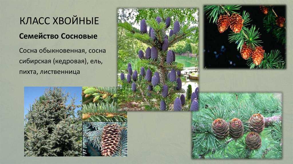 Хвойные деревья: 36 самых популярных видов, которые украсят любую дачу