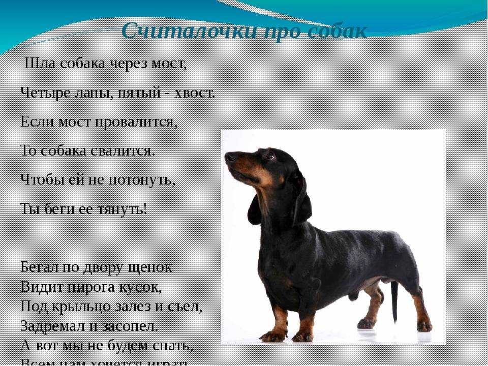 10 самых красивых имен для собак-мальчиков различных пород
