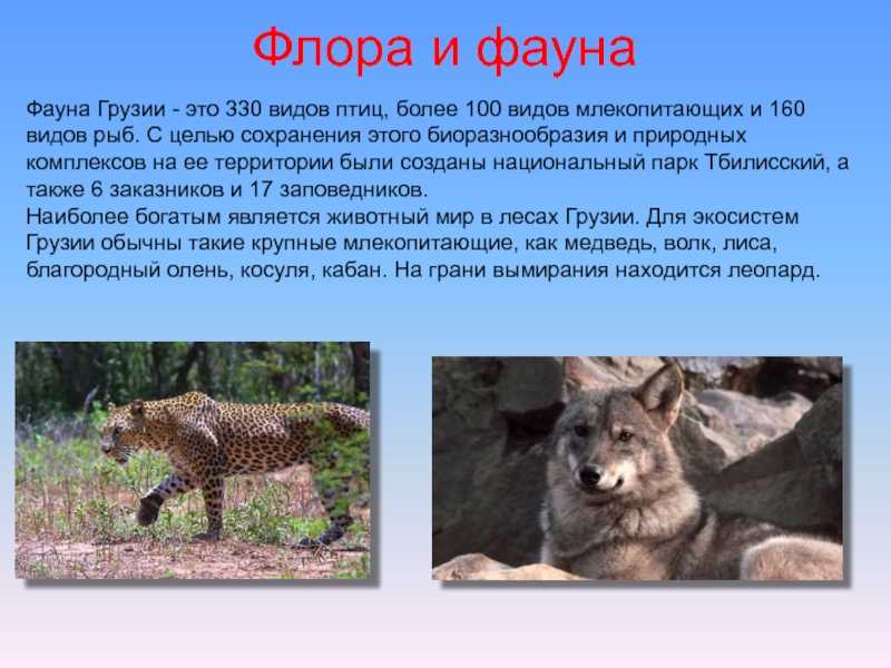 18 диких животных в грузии [дикая природа в грузии]