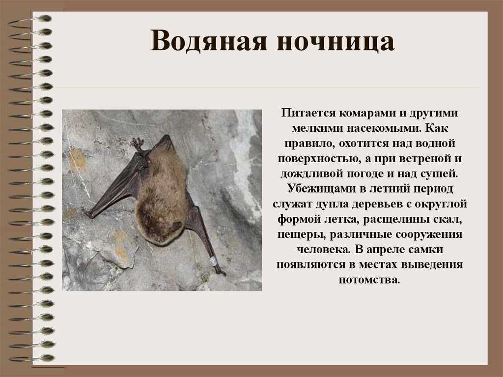 Летучая мышь