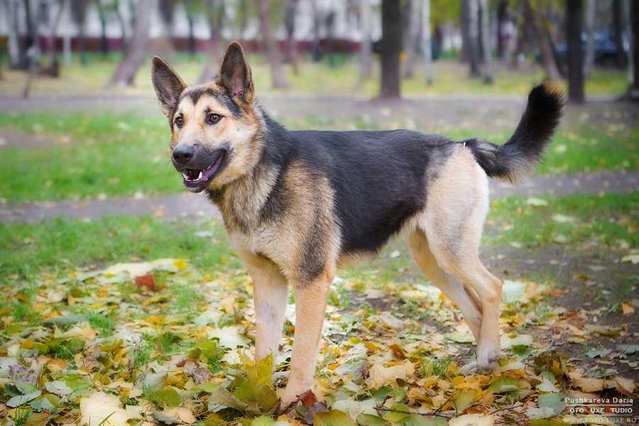 Порода собаки метис лайки — сайт эксперта по животным — howmeow