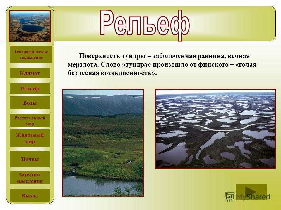 Описание и особенности природной зоны тундры. лесотундра: почвы, растительность, животный мир