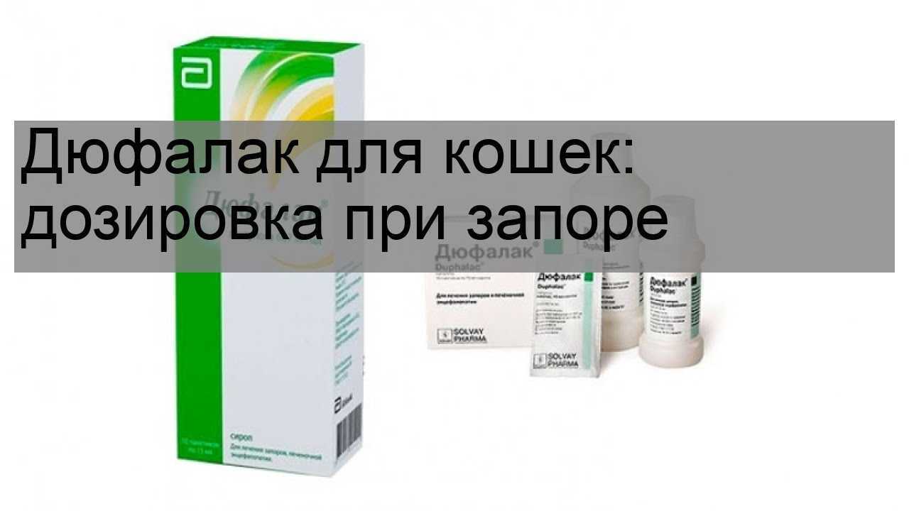 Слабительное для кошек, 5 разновидностей: какое средство можно дать при запоре?