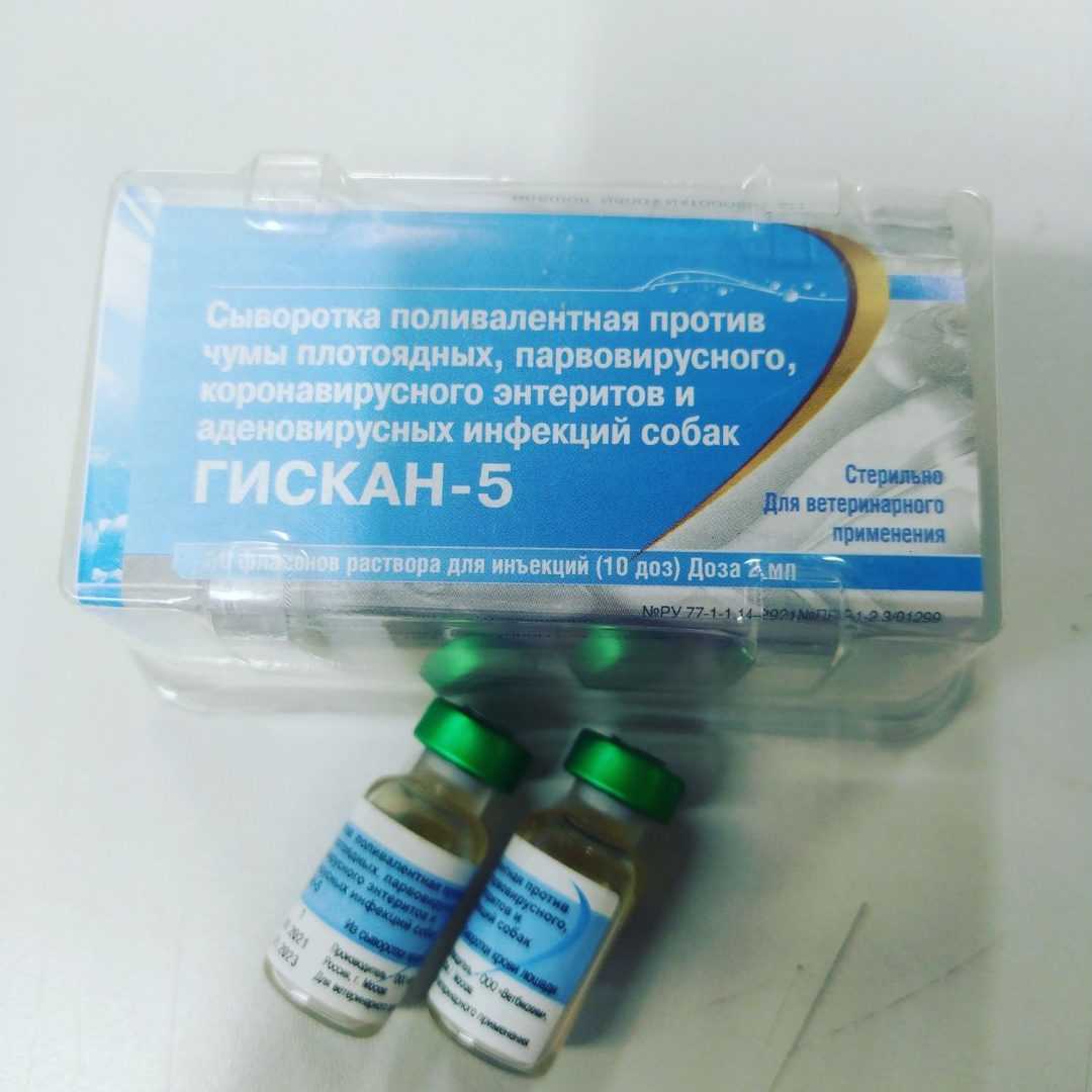 Сыворотка гискан 5 для собак и щенков: инструкция по применению - kotiko.ru