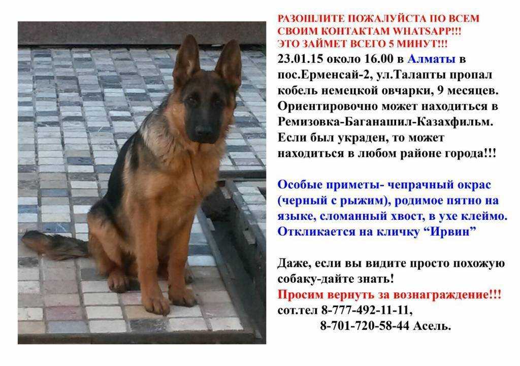 Кормление щенка немецкой овчарки: меню, режим и рацион