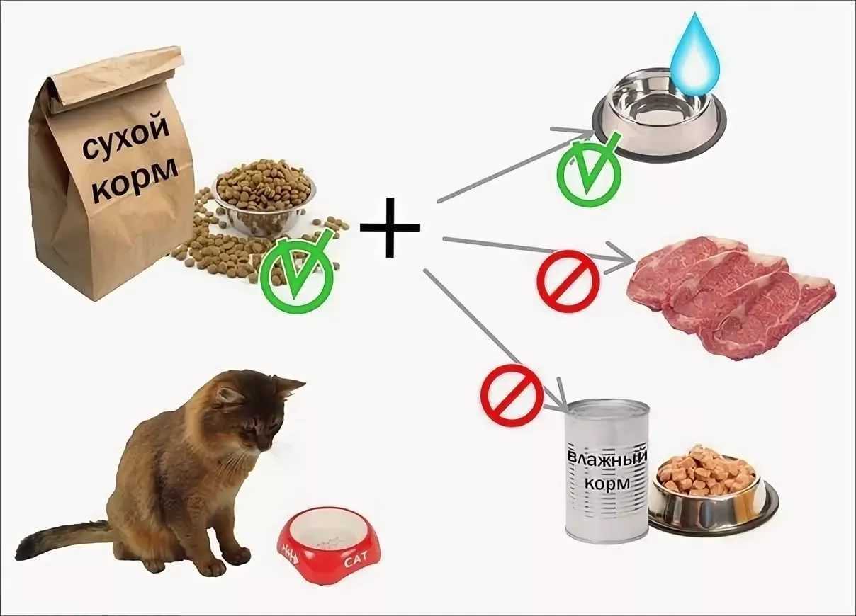 Чем опасен жидкий корм для кошек