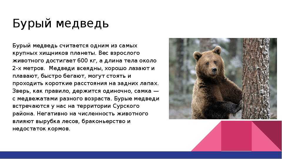 Виды медведей. фото, описание.