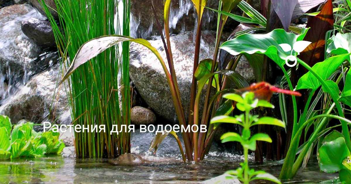 Водные и прибрежные растения для пруда с фото и названиями
