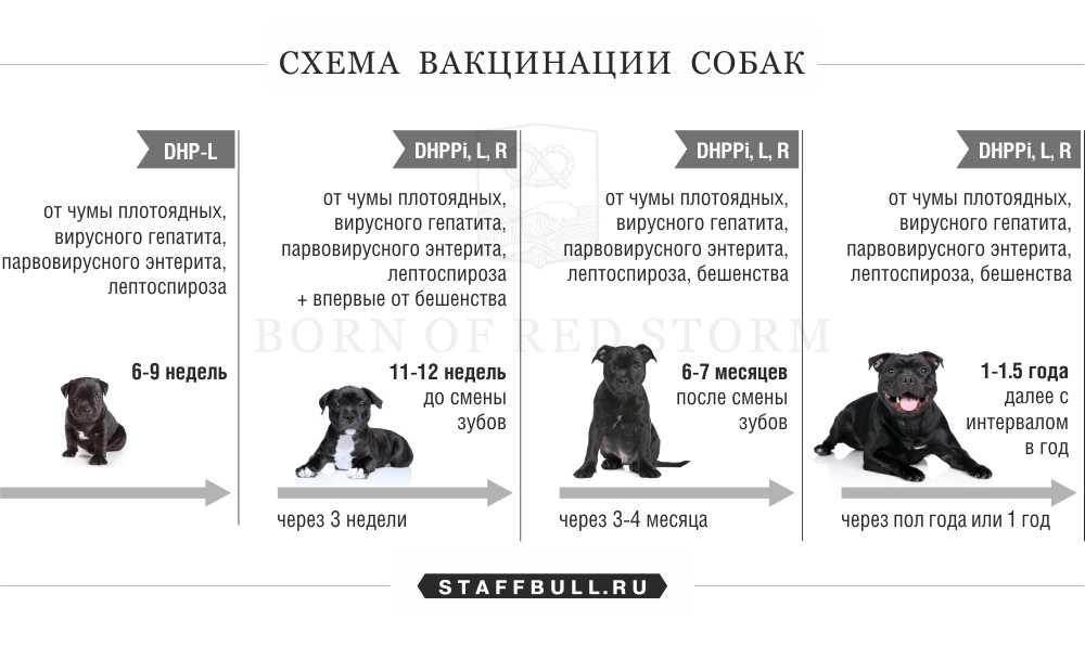 Когда делают дегельминтацию щенку или собаке до прививки - интересное про собак