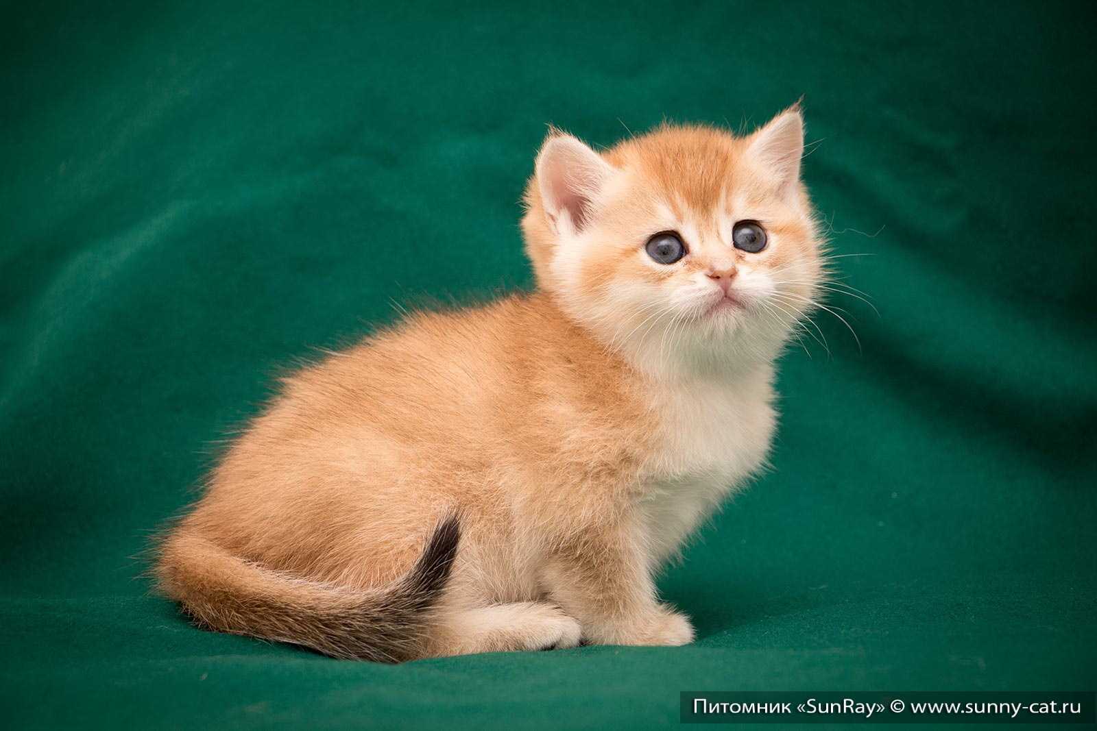 Оригинальные клички для рыжих котов и кошек