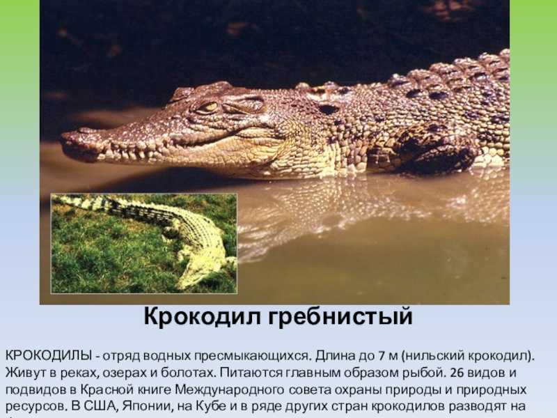 Интересные факты о жизни гребнистого крокодила