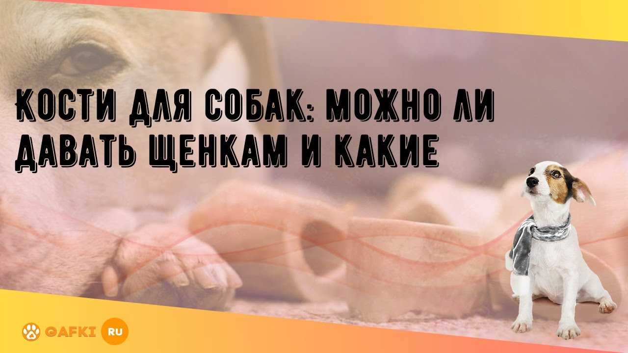 Можно ли давать собакам кости, какие и в каком количестве, а от каких лучше отказаться, чтобы не навредить здоровью питомца