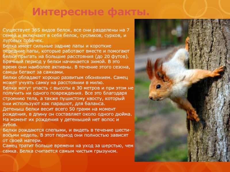 Какие животные относятся к семейству беличьих? | читатель домашних животных