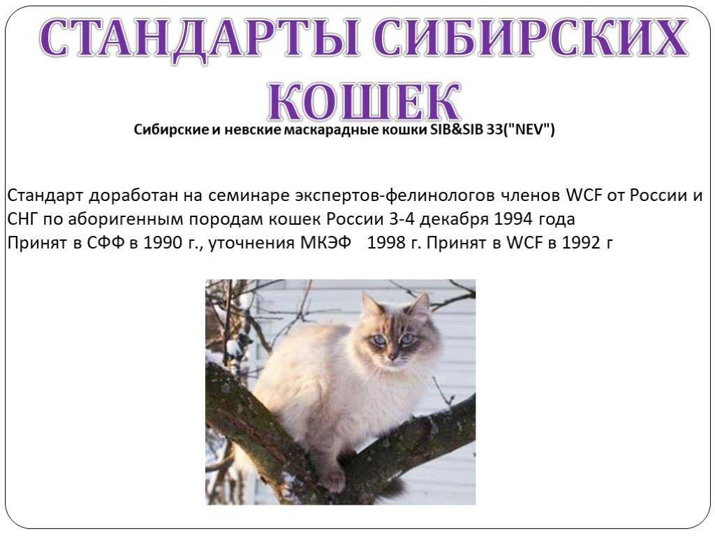 Невская маскарадная кошка: описание породы с фото, особенности ухода за питомцем