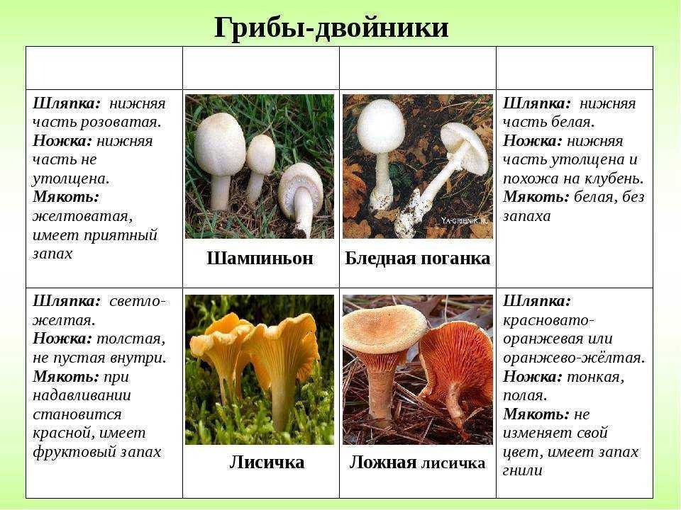 Малознакомые, но вкусные и полезные грибы. названия, описание, фото — ботаничка