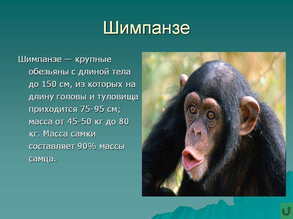 В мире обезьян (виды). самые редкие виды обезьян