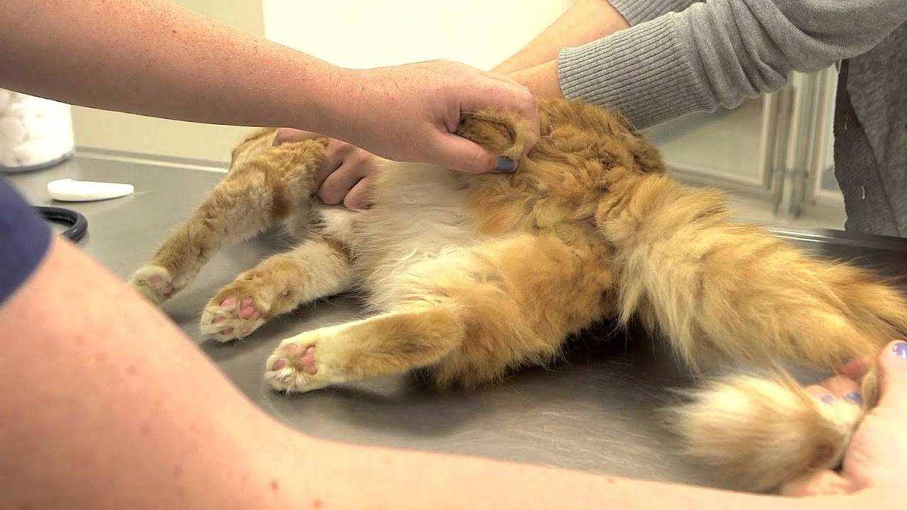 Кошка вылизывает шерсть до лысин возле хвоста лечение