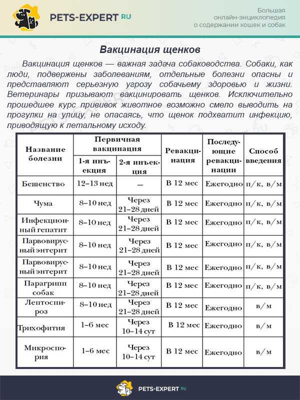 Щенок после прививки: что делать и как правильно