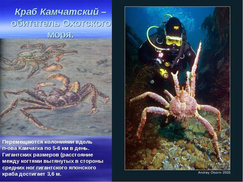 13 любопытных видов крабов (с фото и описанием) | знание – свет